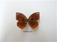 藏品(藍紋鋸眼蝶)的圖片